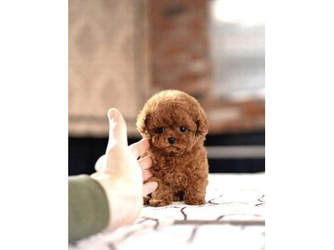 Sevgiyle büyütülmüş aşılı toy poodle yavrular