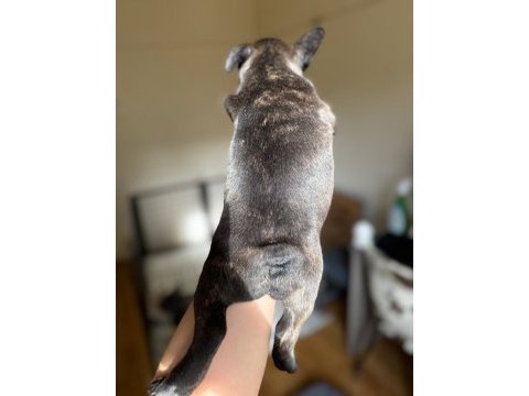 Ev bakımı şeceresi olan french bulldog yavrular