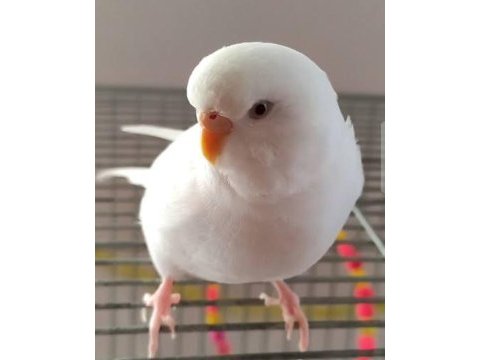 Yavru albino muhabbet kuşum