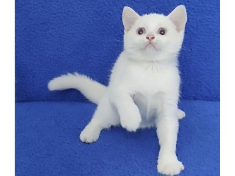 Beyaz mavi boncuk teslime hazırdır 