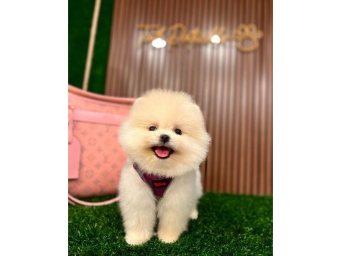Ayı surat pomeranian yavrular korekan