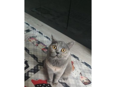 Acil sahiplendirilecek 3 yaşında dişi kısır kedimiz