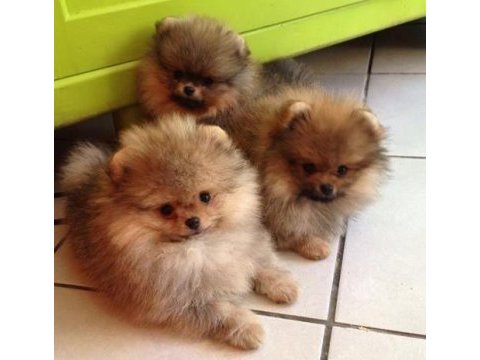 Yeni ailelerini arayan minik pomeranian prensesler