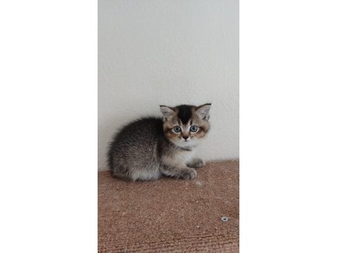 British shorthair blackgolden dişi