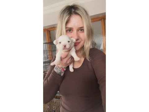 Maltese köpeği yavrularımız