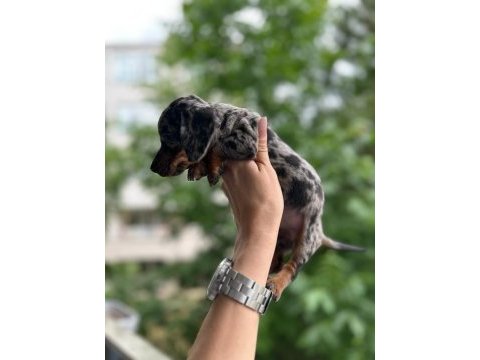 Show kalite sosis köpek yavrularımız