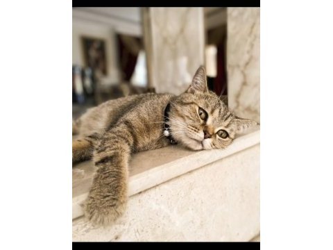 British shorthair yavru kedimiz