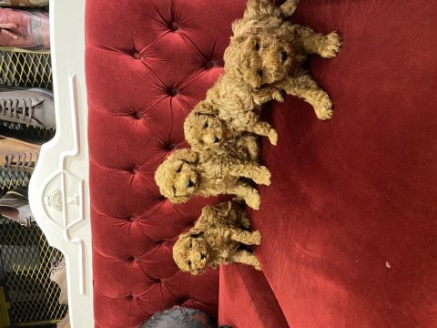 Toy poodle yavrularımız