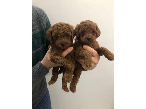Toy poodle erkek