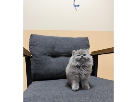 British longhair yavru kedimiz