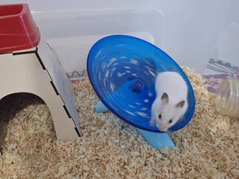 Syrian albino hamster