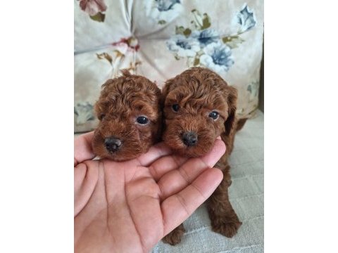Kore kan poodle bebekler