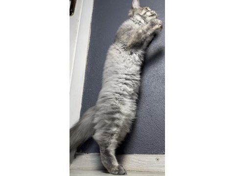 Full şecereli yavru maine coon - dişi