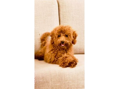 Toy poodle 6 aylık erkek