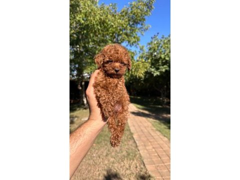Buram buram kalite toy poodle yavrularımız 
