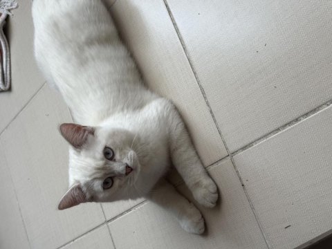 Scottish fold blue point