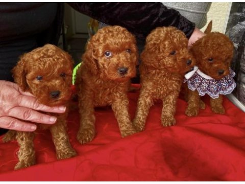 Anne altından poodle ırk garantili bebişler
