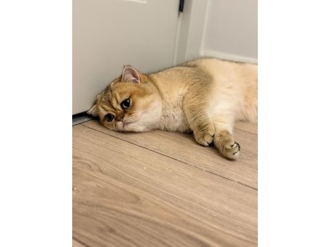 Şecereli ny11 erkek kedimiz