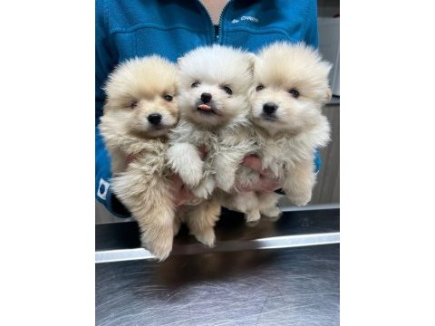 Kar beyazı pomeranian yavrularımız