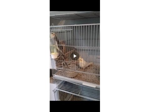 2 tane erkek sultan papağanı