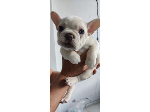 Exotic french bulldog yavrular teslime hazır
