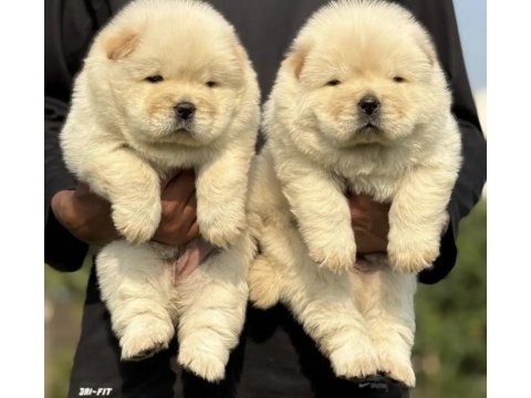 Kartopu gibi panda yavruları chow chowlar