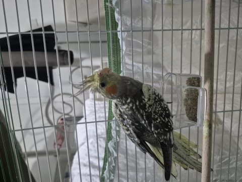 2,5 aylık sultan papağanı