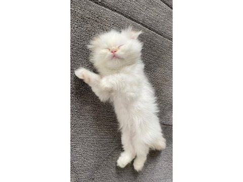 Scottish fold kedimiz ciddi alıcılar