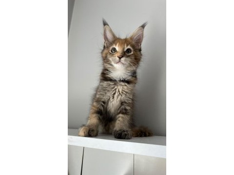 Minik dev maine coon prenses isabella