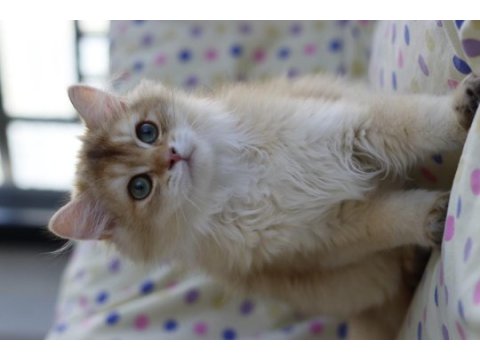 British longhair erkek kedimiz