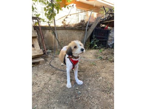 Köpeğimiz toprağı sahiplendirmek istiyoruz