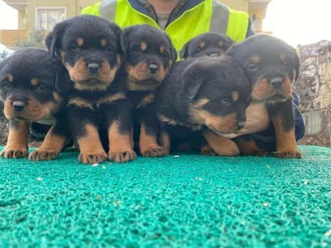Koca kafa rottweiler yavrular