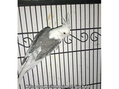 Yetişkin white face sultan papağanı erkekler