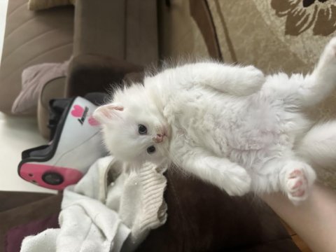 2 buçuk aylık british longhair yavru kediler
