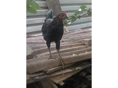 Fazlalıktan dolayı sahiplendireceğim horoz