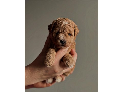 Maltipoo  minik yavrularımız 