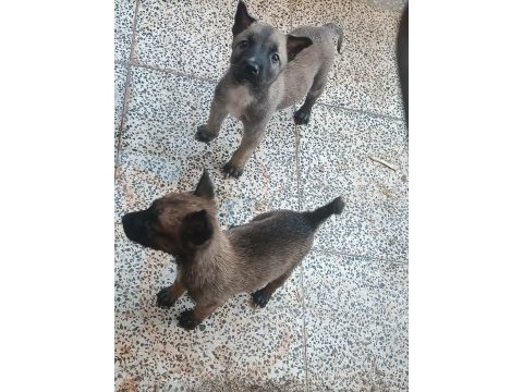 36 günlük belçika malinois