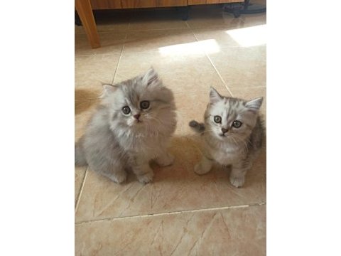 British shorthair / longhair yavrularımız