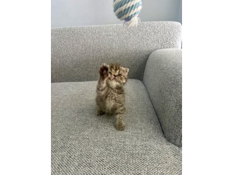Scottish fold 2 aylık dişi