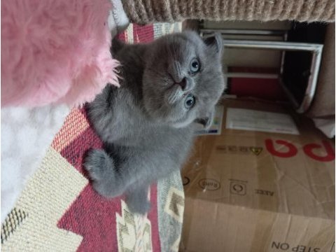 British shorthair yavrularımız