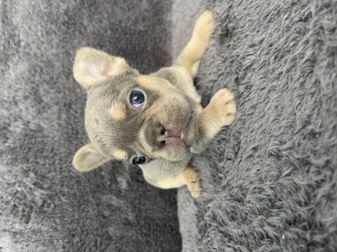 Exotic french bulldog yavrular
