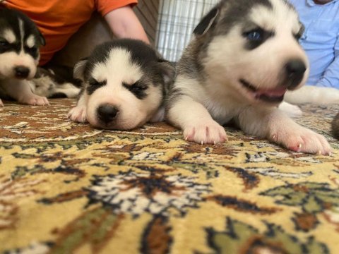 Uyguna sibirya kurdu husky bebekleri