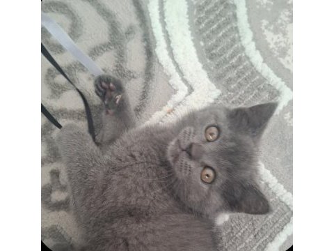 Yavru british shorthair kedimiz
