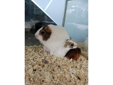 Yavru ve damızlık guinea pig