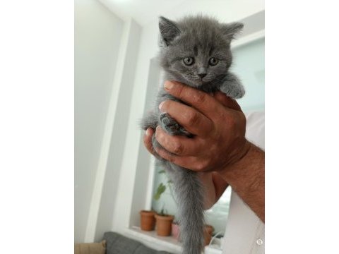 Orjinal british shorthair yavrularım