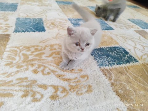 A+ kalite lilak rengi özel bir dişi british shorthair
