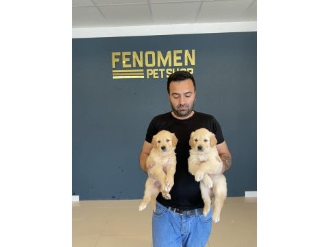 Orjinal baby face golden retriever yavrular ankara