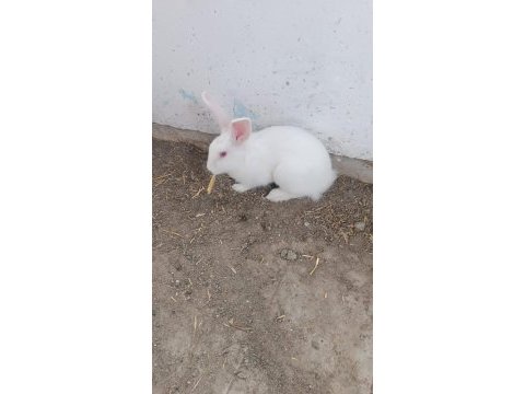 7-8 aylık bembeyaz sağlıklı tertemiz albino tavşan