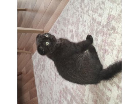 Erkek 3 aylık ücretli scottish fold