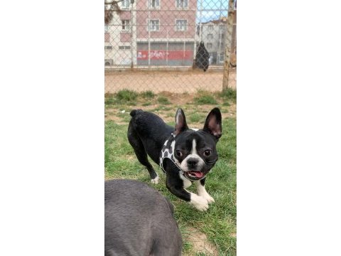 6 aylık fransız bulldog